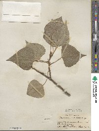 Populus deltoides image