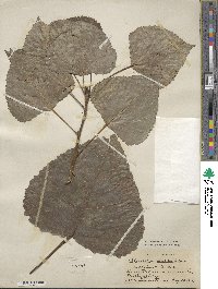 Populus deltoides image