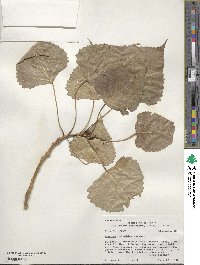 Populus deltoides image