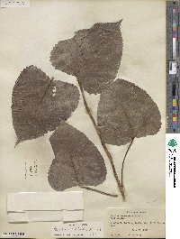 Populus deltoides image