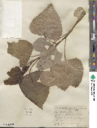 Populus deltoides image