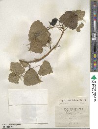 Populus deltoides image