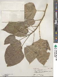 Populus deltoides image