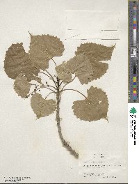 Populus deltoides image