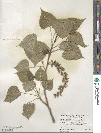 Populus deltoides image