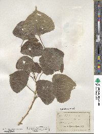 Populus deltoides image