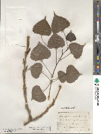 Populus deltoides image