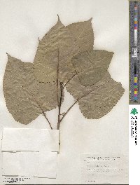 Populus deltoides image