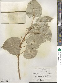 Populus deltoides image