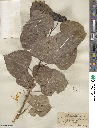 Populus deltoides image