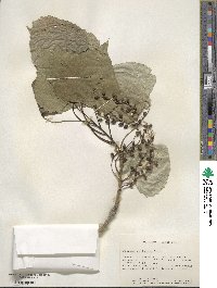 Populus deltoides image