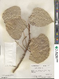 Populus deltoides image