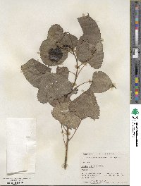 Populus deltoides image