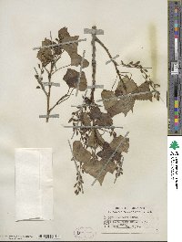 Populus deltoides image