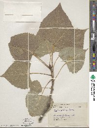 Populus deltoides image