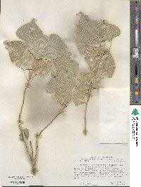 Populus deltoides subsp. wislizenii image