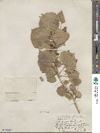 Populus fremontii image