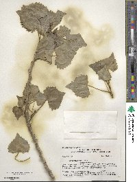 Populus fremontii image