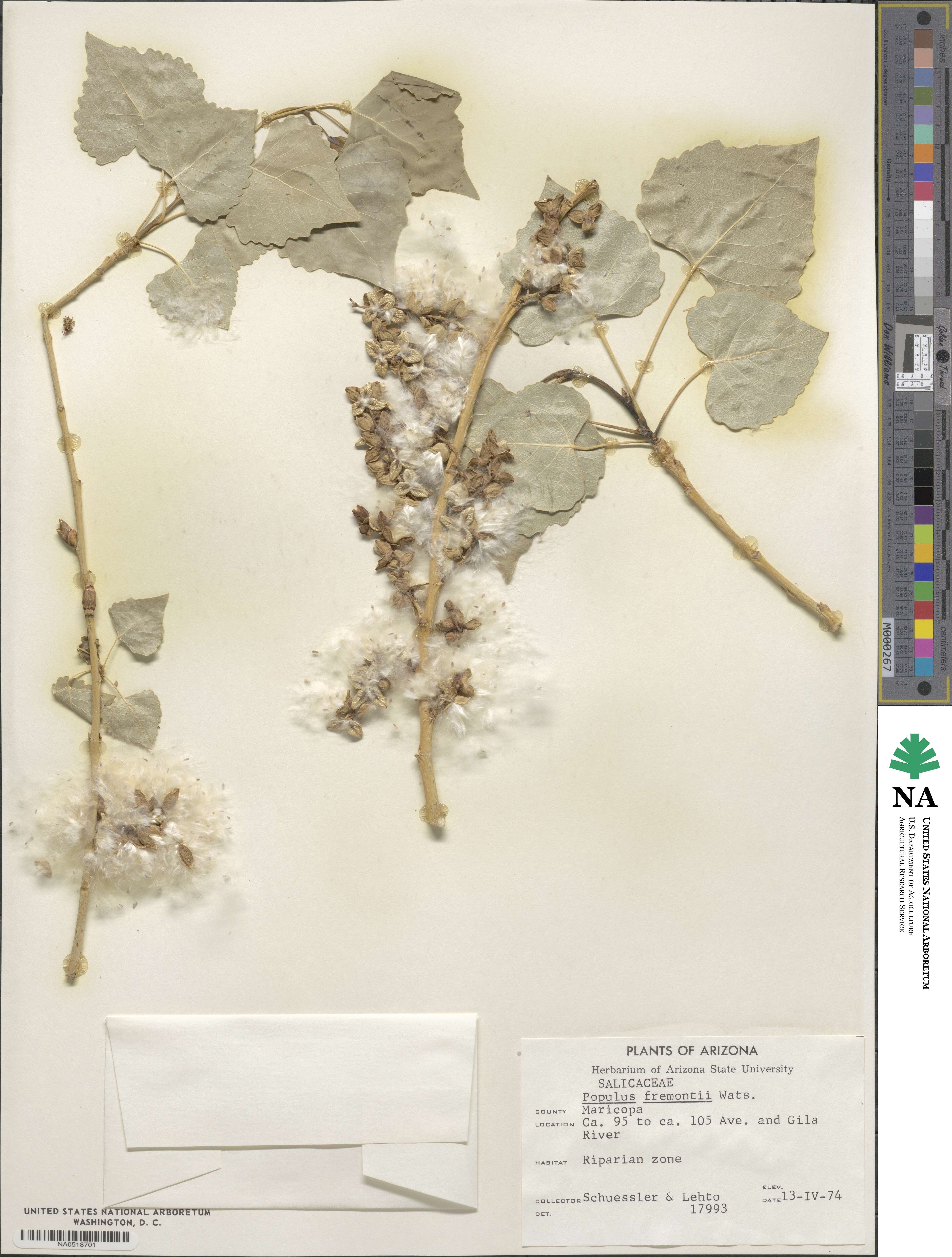 Populus fremontii image