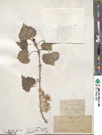 Populus fremontii image