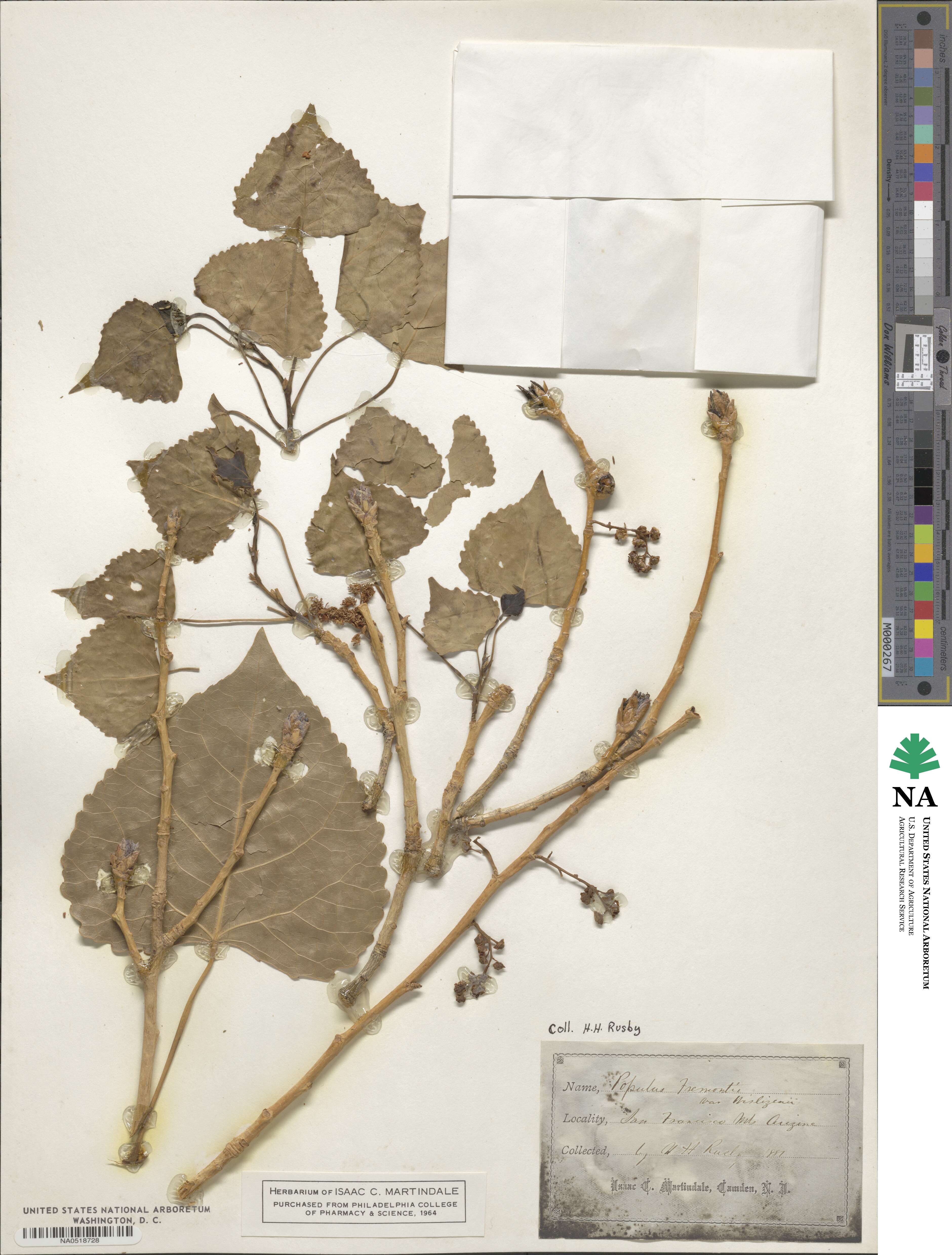 Populus deltoides subsp. wislizeni image