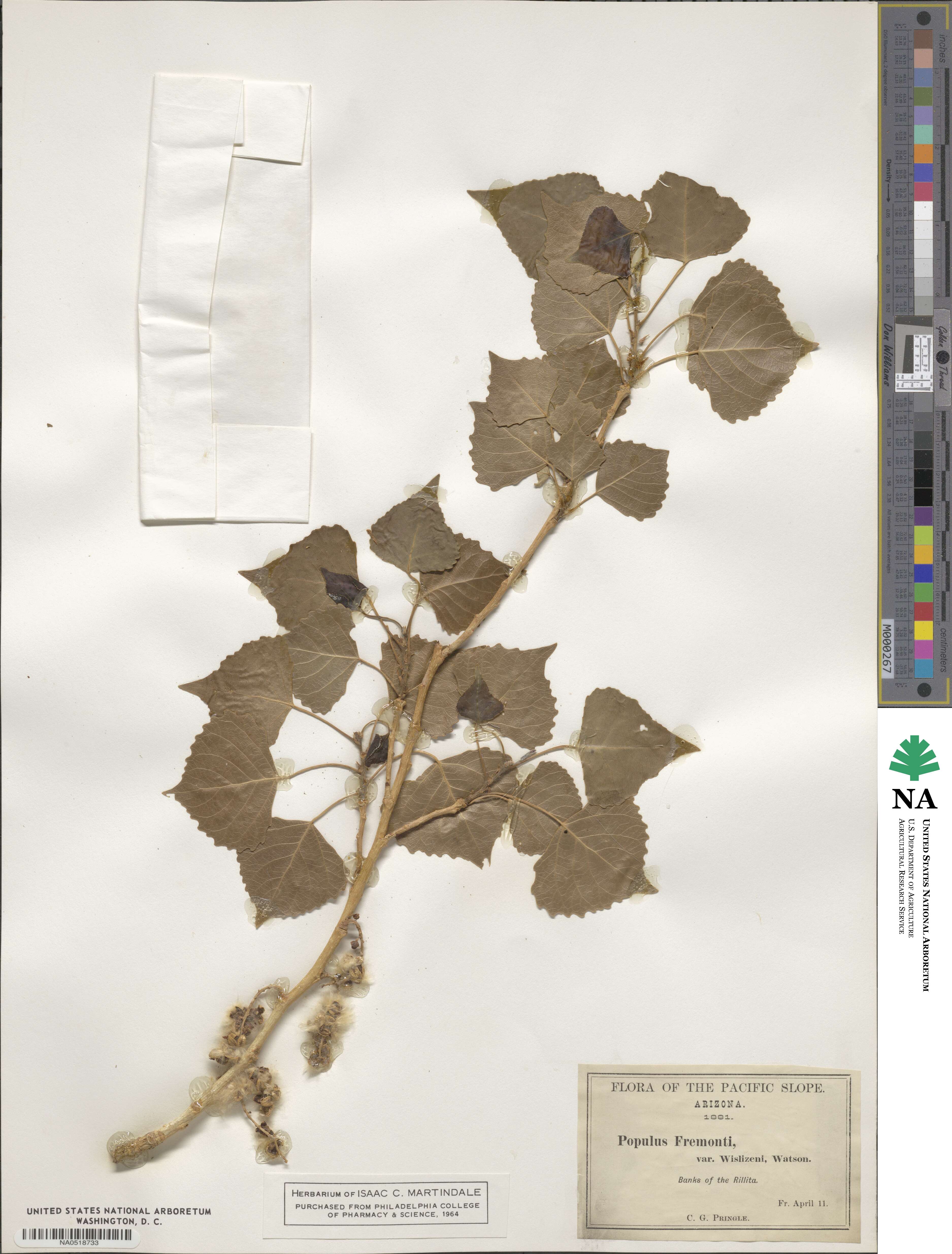 Populus deltoides image