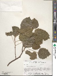 Populus grandidentata image