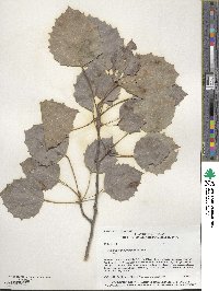 Populus grandidentata image