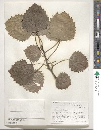 Populus grandidentata image