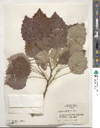 Populus grandidentata image