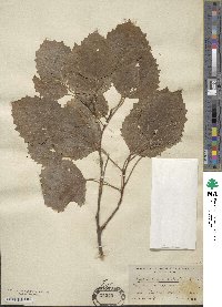 Populus grandidentata image