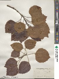 Populus grandidentata image