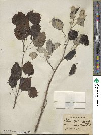 Populus grandidentata image