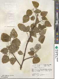 Populus grandidentata image