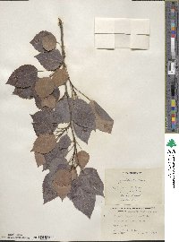 Populus grandidentata image