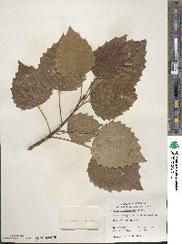 Populus grandidentata image