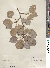 Populus grandidentata image