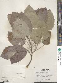 Populus grandidentata image