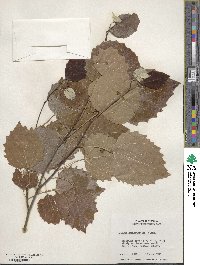 Populus grandidentata image