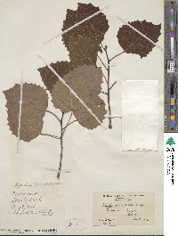 Populus grandidentata image