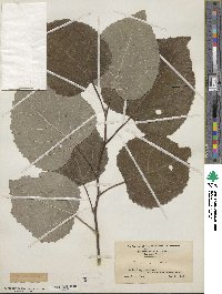 Populus grandidentata image