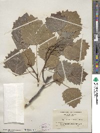 Populus grandidentata image