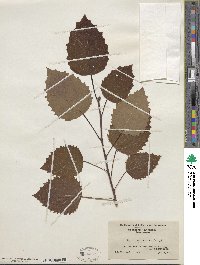 Populus grandidentata image