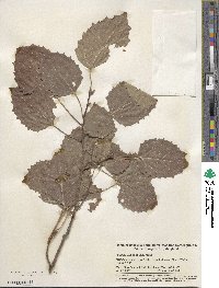 Populus grandidentata image