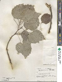 Populus grandidentata image