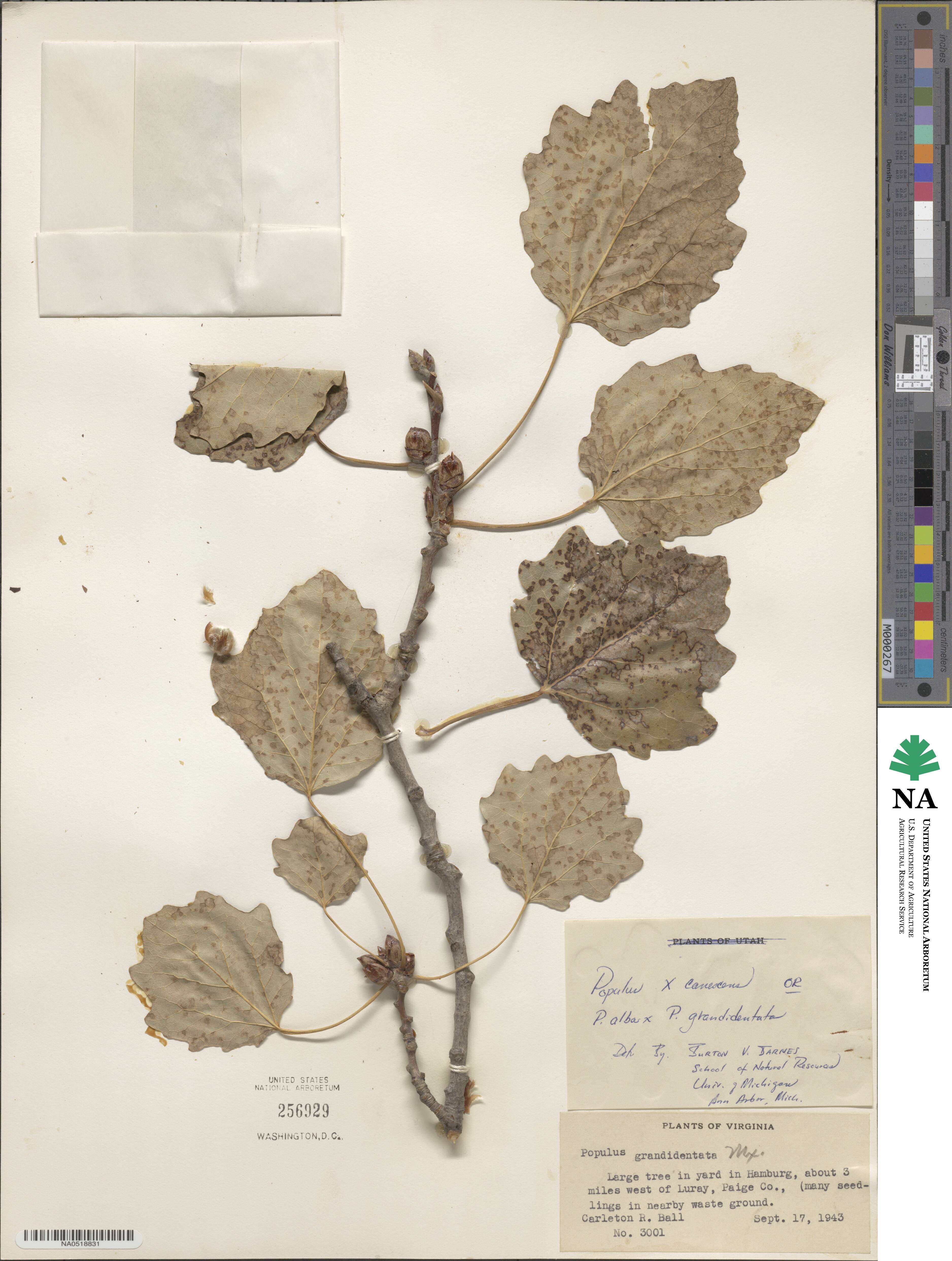 Populus grandidentata image