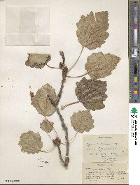 Populus grandidentata image