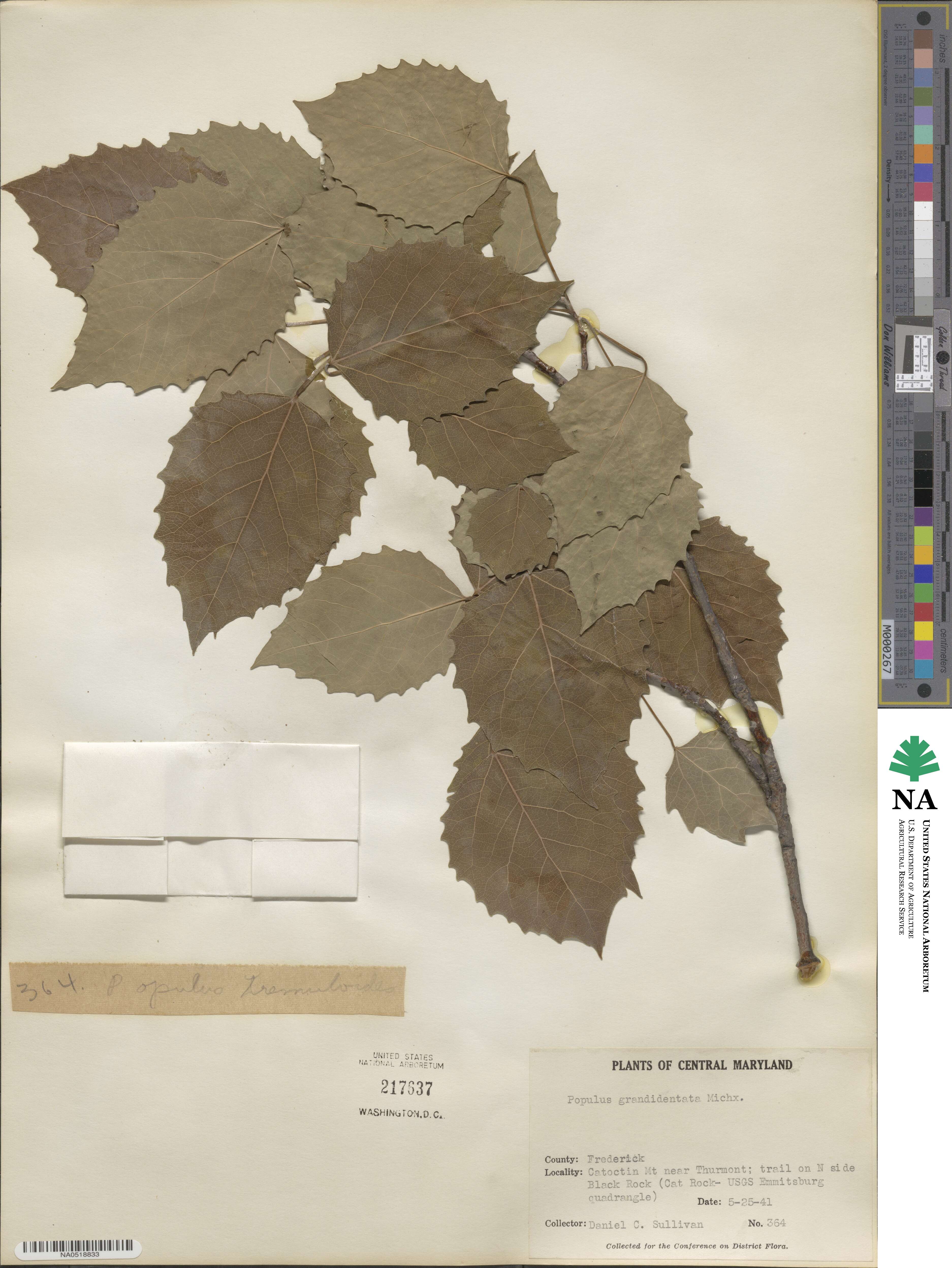 Populus grandidentata image