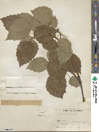 Populus grandidentata image