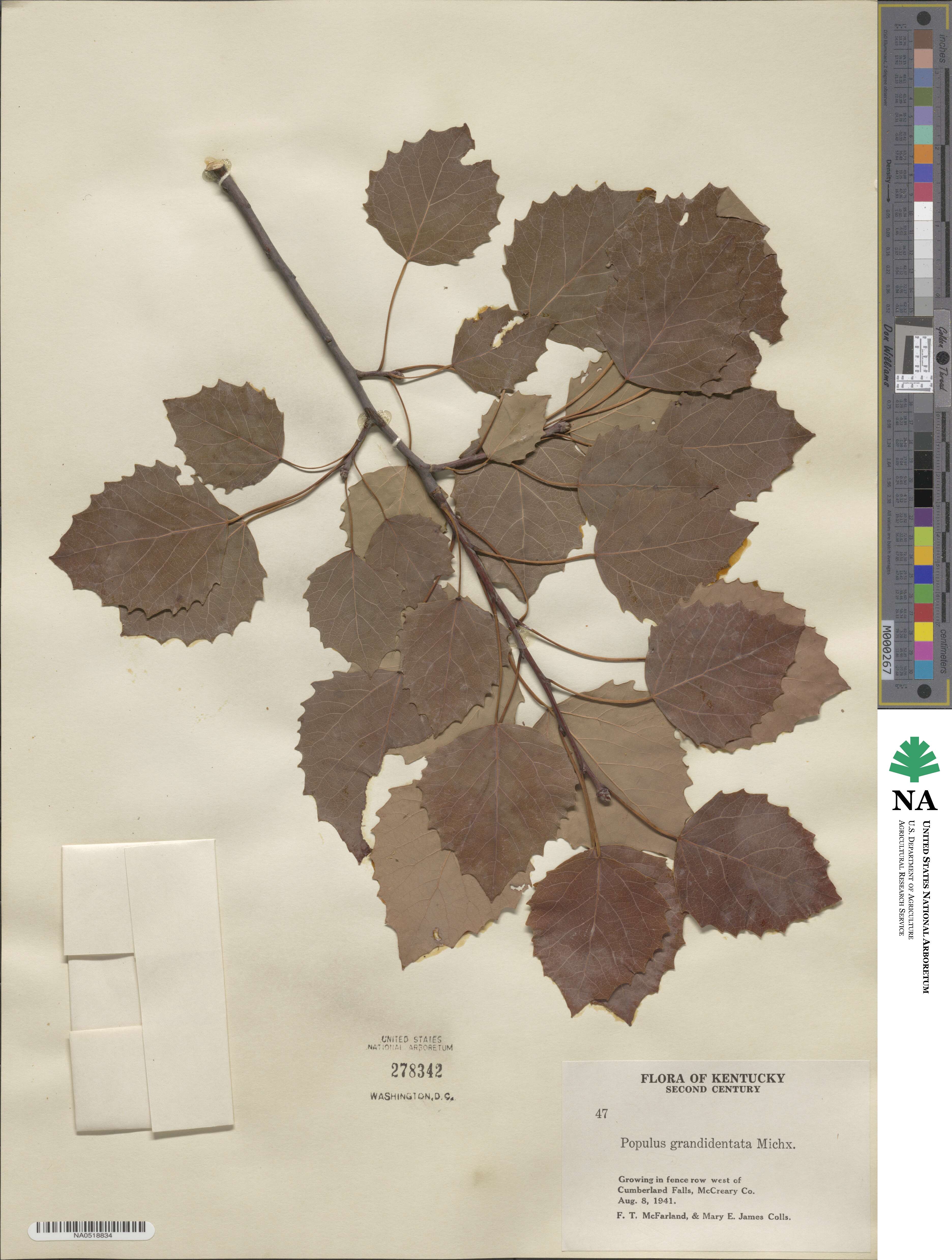 Populus grandidentata image